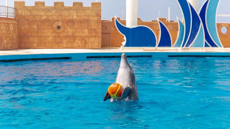 alanya dolphin park ticket