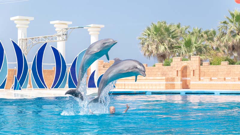alanya dolphin show ticket