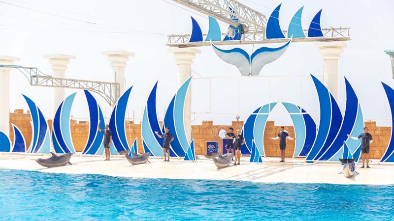 alanya dolphin show