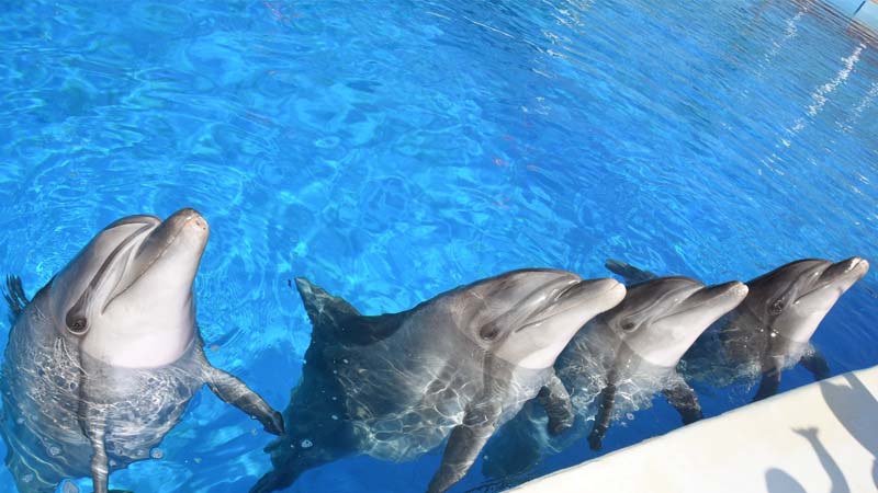 dolhpin show in alanya